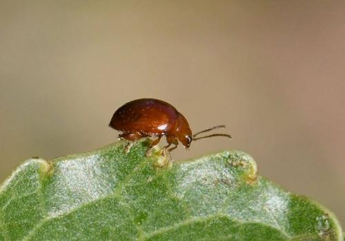 Réf. 216 033 : Sphaeroderma sp.